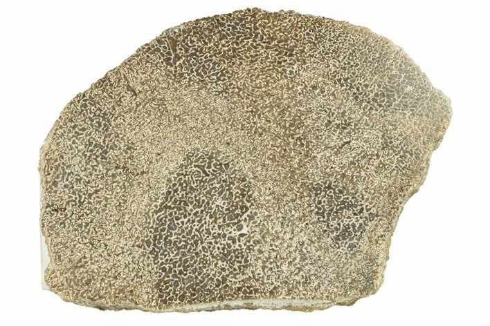 Polished Dinosaur Bone (Gembone) Slab - Morocco #257970